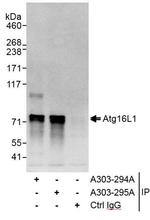 Atg16L1 Antibody in Immunoprecipitation (IP)