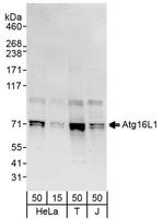 Atg16L1 Antibody in Western Blot (WB)
