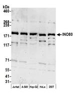 INO80 Antibody in Western Blot (WB)