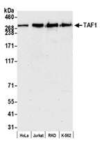 TAF1 Antibody in Western Blot (WB)