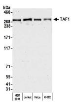 TAF1 Antibody in Western Blot (WB)