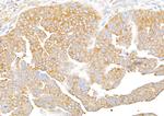 RPS3 Antibody in Immunohistochemistry (Paraffin) (IHC (P))