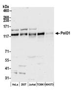 PolD1 Antibody in Western Blot (WB)