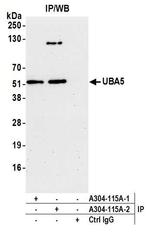 UBA5 Antibody in Immunoprecipitation (IP)