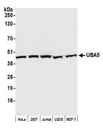 UBA5 Antibody in Western Blot (WB)