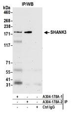 SHANK3 Antibody in Immunoprecipitation (IP)