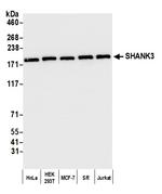 SHANK3 Antibody in Western Blot (WB)