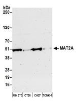 MAT2A Antibody in Western Blot (WB)