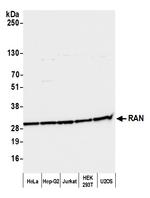 RAN Antibody in Western Blot (WB)