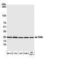 RAN Antibody in Western Blot (WB)