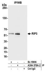 RIP3 Antibody in Immunoprecipitation (IP)