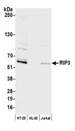 RIP3 Antibody in Western Blot (WB)