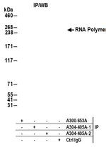 RNA Polymerase II Antibody in Immunoprecipitation (IP)