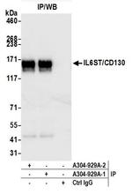 IL6ST/CD130 Antibody in Immunoprecipitation (IP)
