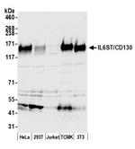 IL6ST/CD130 Antibody in Western Blot (WB)