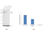 SORL1 Antibody in Western Blot (WB)