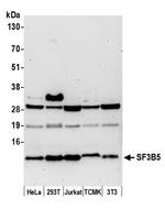 SF3B5 Antibody in Western Blot (WB)