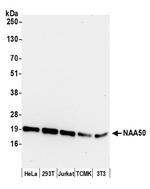 NAA50 Antibody in Western Blot (WB)