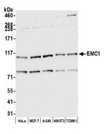 EMC1 Antibody in Western Blot (WB)