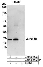 FAHD1 Antibody in Immunoprecipitation (IP)
