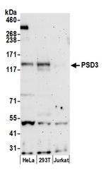 PSD3 Antibody in Western Blot (WB)