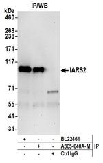 IARS2 Antibody in Immunoprecipitation (IP)