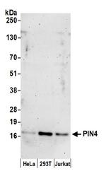 PIN4 Antibody in Western Blot (WB)