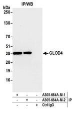 GLOD4 Antibody in Immunoprecipitation (IP)