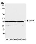 GLOD4 Antibody in Western Blot (WB)