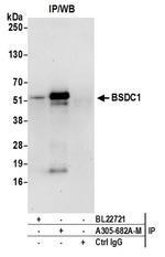 BSDC1 Antibody in Immunoprecipitation (IP)