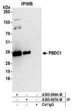 PBDC1 Antibody in Immunoprecipitation (IP)