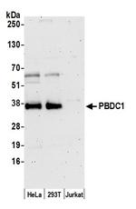 PBDC1 Antibody in Western Blot (WB)