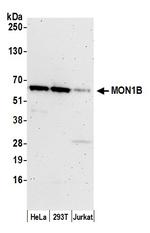 MON1B Antibody in Western Blot (WB)