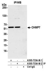CHMP7 Antibody in Immunoprecipitation (IP)