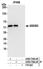 GSDMD Antibody in Immunoprecipitation (IP)