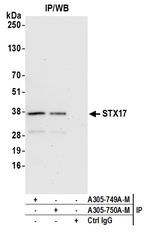 STX17 Antibody in Immunoprecipitation (IP)