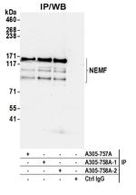 NEMF Antibody in Immunoprecipitation (IP)