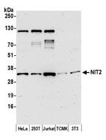 NIT2 Antibody in Western Blot (WB)