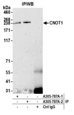 CNOT1 Antibody in Immunoprecipitation (IP)