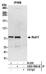 Rad17 Antibody in Immunoprecipitation (IP)