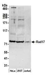 Rad17 Antibody in Western Blot (WB)