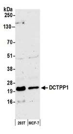 DCTPP1 Antibody in Western Blot (WB)