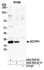 DCTPP1 Antibody in Immunoprecipitation (IP)