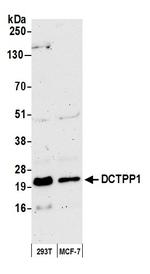 DCTPP1 Antibody in Western Blot (WB)
