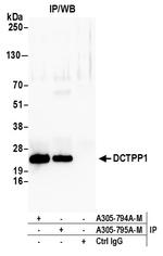 DCTPP1 Antibody in Immunoprecipitation (IP)