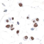 SOX10 Antibody in Immunocytochemistry (ICC/IF)