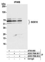 SOX10 Antibody in Immunoprecipitation (IP)