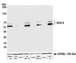 SOX10 Antibody in Western Blot (WB)