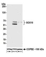 SOX10 Antibody in Western Blot (WB)