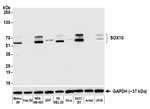 SOX10 Antibody in Western Blot (WB)